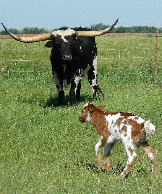 Sire, First Command, with Aloha Cowgirl